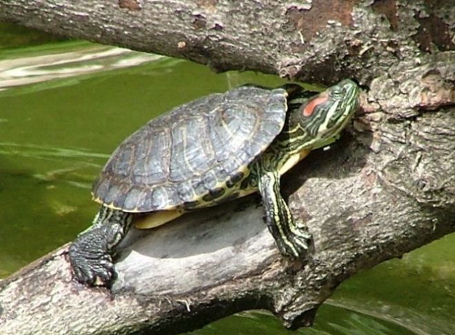 болотная красноухая черепаха