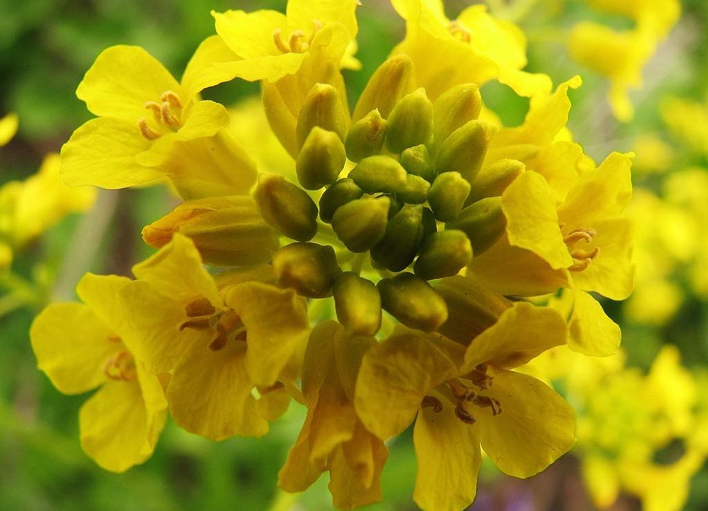 Сурепка обыкновенная. Сурепка обыкновенная (Barbarea vulgaris). Сурепица обыкновенная. Сурепка Весенняя.