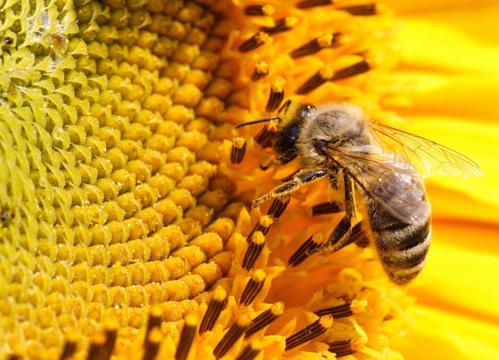Сбор нектара. Пчелы и мед. Пчела собирает нектар. Подсолнуховый мед. Мёд подсолнечный.