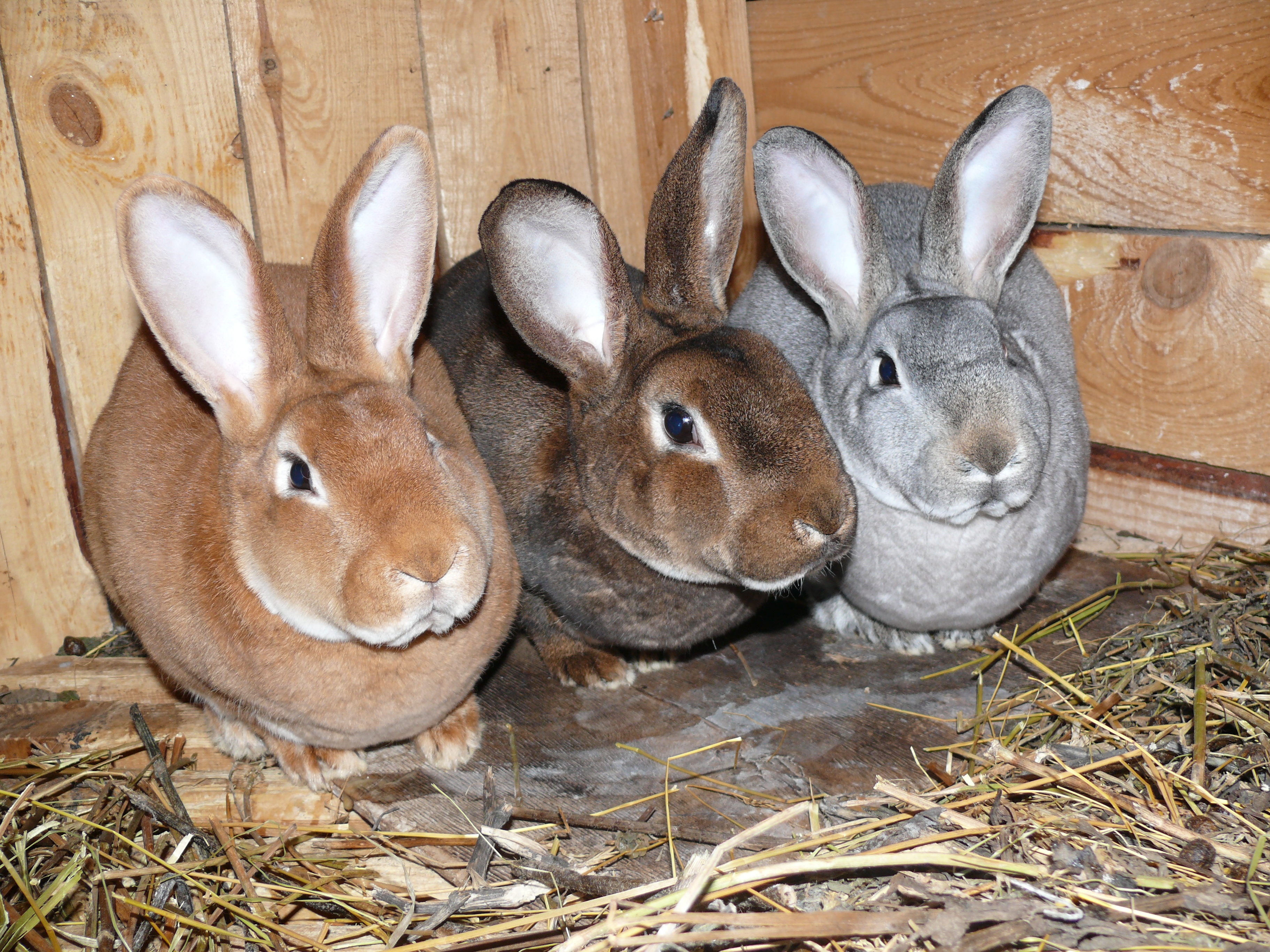 В питомнике живет несколько кроликов разного цвета. Кролик породы рекс. Кролик Фландр. Кролиководство породы кроликов. Кролики мясных пород.