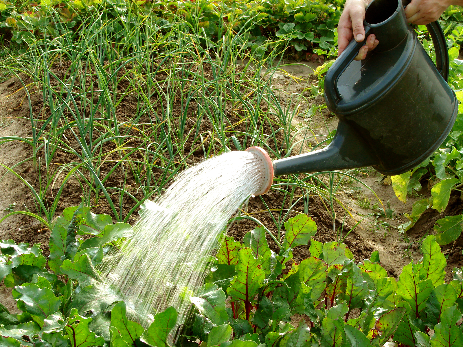 Watering food. Полив огорода. Поливка огорода. Полив из лейки. Полив овощей из лейки.