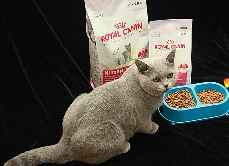Каким кормом можно кормить котят. Корм для кота. Еда для кошек корм. Кошачий корм для британцев. Корма для британцев премиум класса.