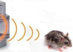Ultradźwięki od myszy1