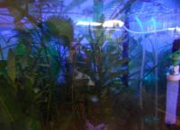 UV žarnica za akvarij1