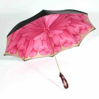 Deštníková třtina 3