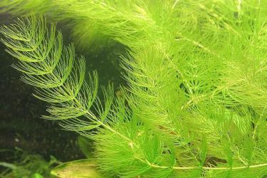 Nepretenciozne biljke akvarija2