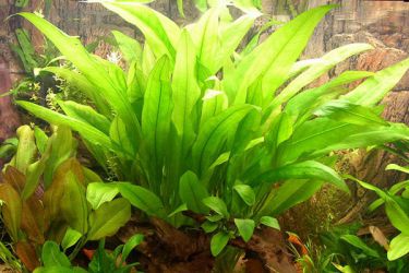 Непретенциозни аквариумни растения3