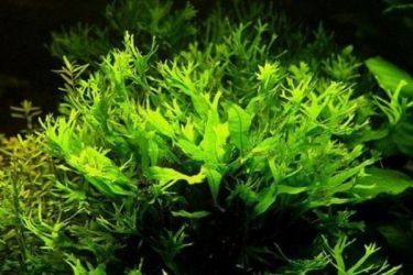 Непретенциозни аквариумни растения4