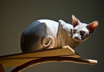 най-необичайната порода котки от сфинкса