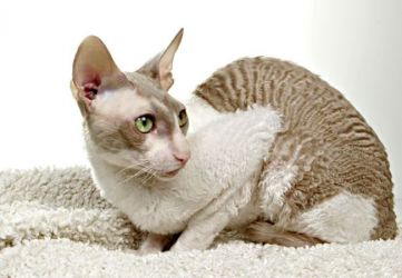 Најнеобичније врсте мачака Цорнисх - Рек