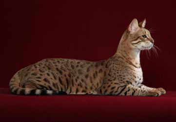 най-необичайната котка порода савана