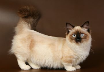 най-необичайната котка порода munchkin