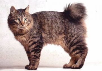 най-необичайната котка поражда японски бобtail