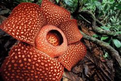 Rafflesia Arnoldi Květina