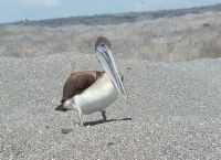 Бухта Урбина - пеликан