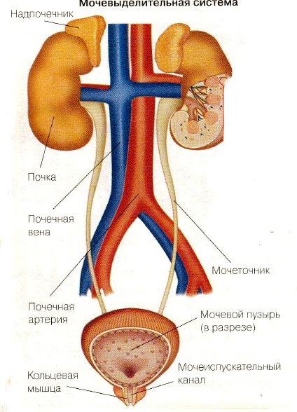 struktura i funkcija uretera