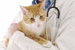 предотвратяване на уролитиаза при котки