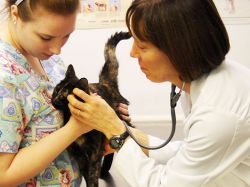 Inokulacija protiv bjesnoće kod mačke 1
