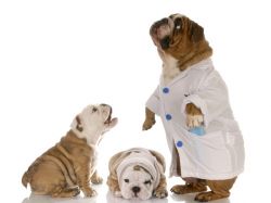 План за ваксиниране на кученца 1