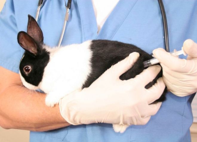 какие прививки надо делать кроликам