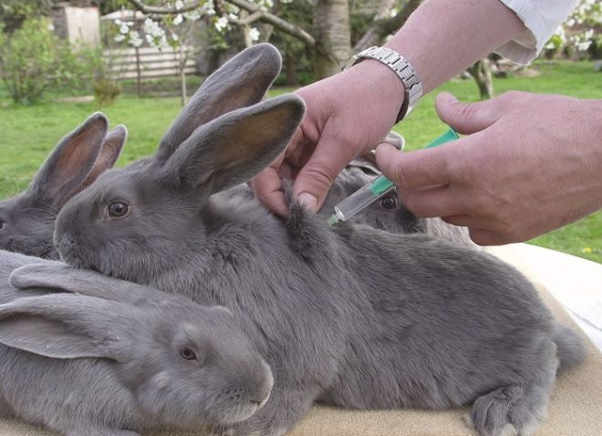 прививка кроликам от геморрагической болезни