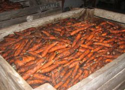 късни сортове моркови