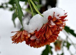 как зимата на хризантемите