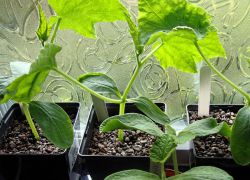 co okurky mohou být pěstovány na okenní parapety