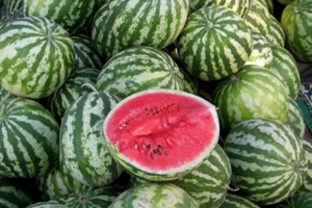 odrůdy melounů 1