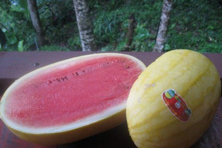 odrůdy melounů 10