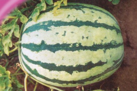 odrůdy melounů 5