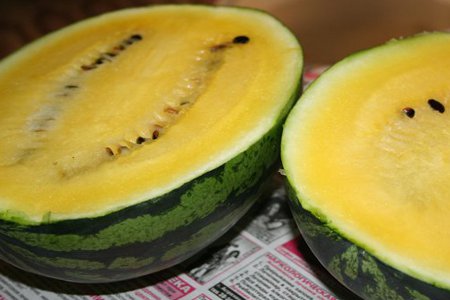 odrůdy melounů 7