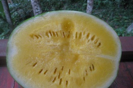 odrůdy vodních melounů 9