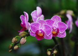 Sorte orhideje Phalaenopsis
