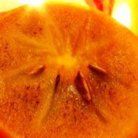 opis sorte persimmon