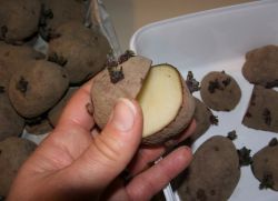 отглеждане на картофи у дома