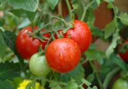 доматен плод топ гние