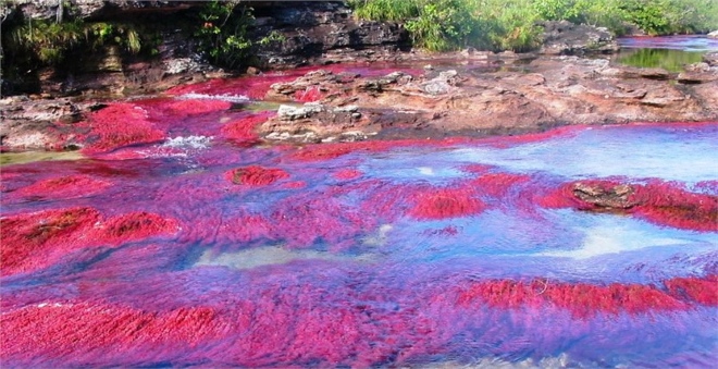 Каньо-Кристалес, или Пятицветная река