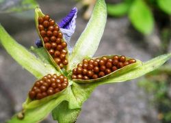viola ampelous rastoče od semena do sadike