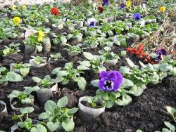 как да расте viola от семената