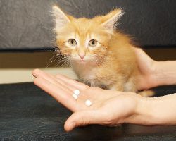 virové příznaky peritonitidy u koček