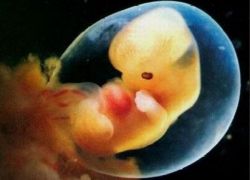 embryo vitrification
