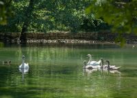 Природный парк Врело Босне - лебеди
