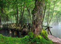 Мост в лесу на территории парка