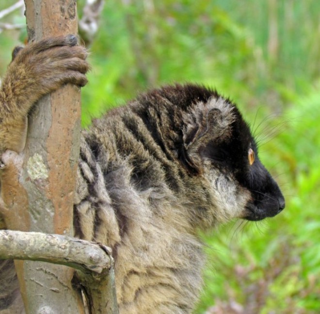 Коричневый лемур