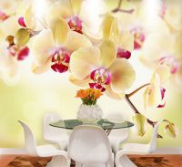 Zidne orkide pozadine6