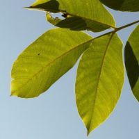 lastnosti listov orehov