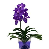 орхидея ванда синьо