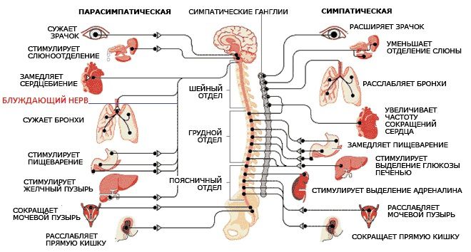 CNS vagus nervový obvod