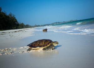 Черепаховый пляж в Ватаму